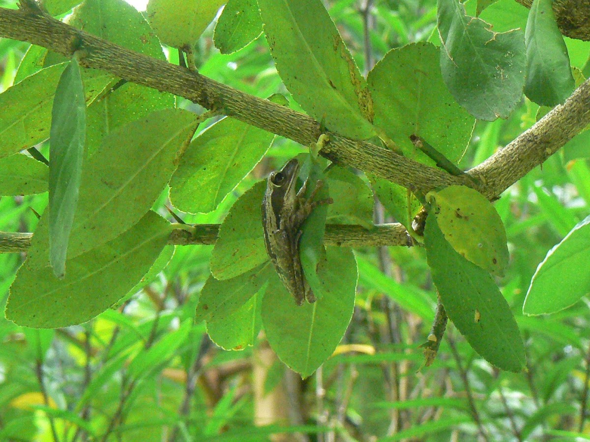 Dark eared tree frog
