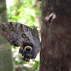 mariposa búho - owl butterfly