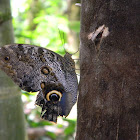mariposa búho - owl butterfly