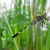 Slender Skimmer