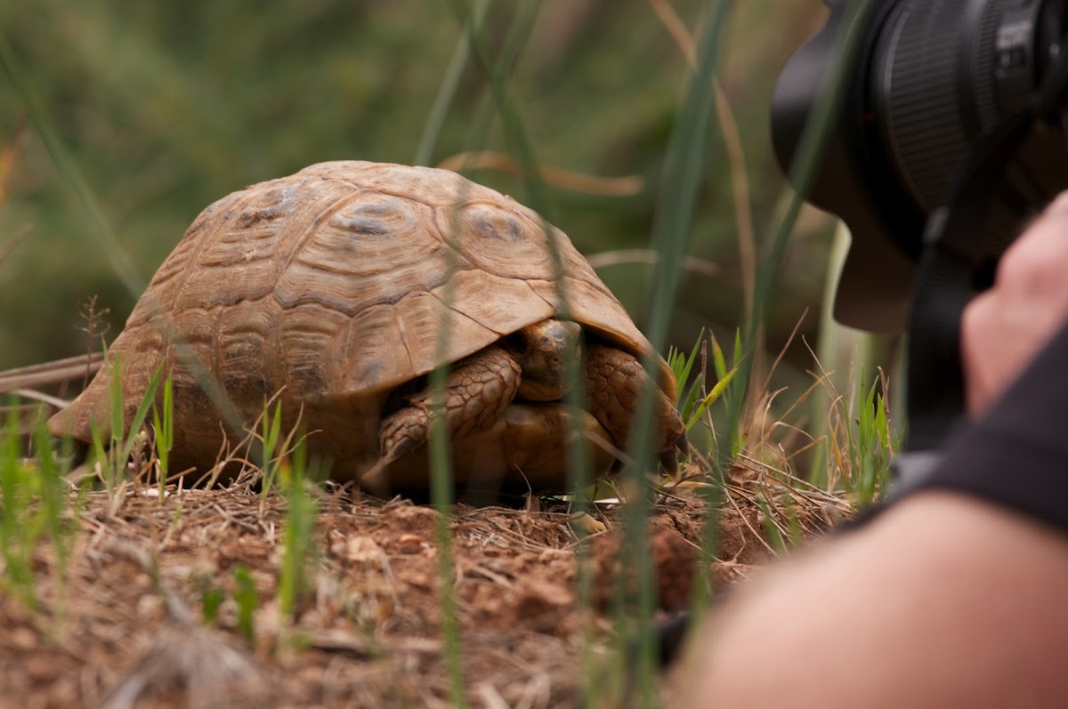 spur-thighed tortoise