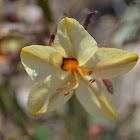 Butterfly Lily