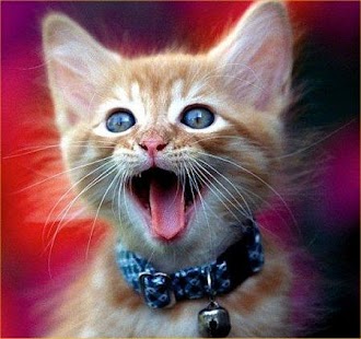 Lastest Funny Cat Pictures APK for Android