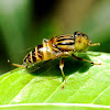 Spotted-eye Syrphid Fly, Spotted-eye Hoverfly