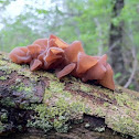 Tree Ear