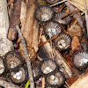 Fluted Bird's Nest Fungus
