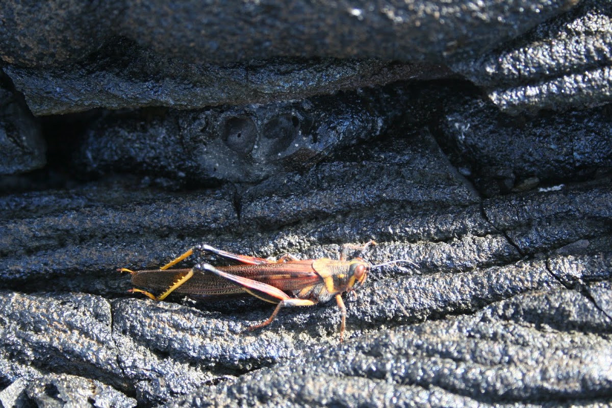 Painted Locust 