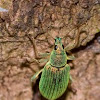 Green weevil / Grüner Rüsselkäfer