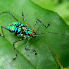 katydid/cricket