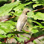 Cedar Waxwing