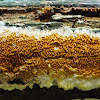 Wild dry rot fungus