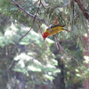 Western Tanager