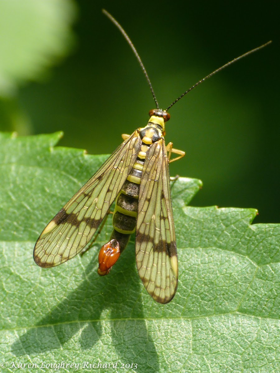 Scorpion fly (male)