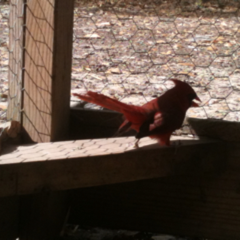 Cardinal or Northern cardinal