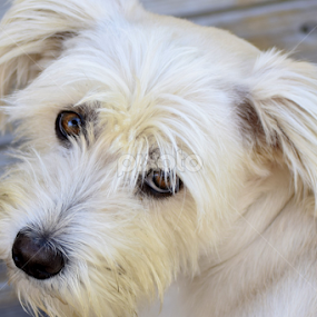 The Look by Beate P - Animals - Dogs Portraits