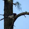 Yellow Billed Blue Magpie