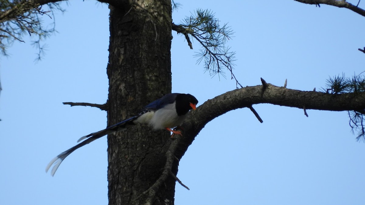 Yellow Billed Blue Magpie