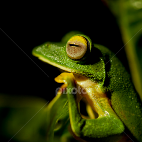 Malabar Gliding Frog by Suhaas Premkumar - Animals Amphibians