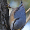 Eurasian Nuthatch