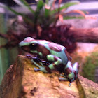 Poison Dart frog