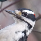 Hairy Woodpecker ♂