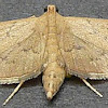Lesser Canna Leafroller Moth