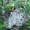 Weaver Ant Nest