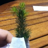 A spruce