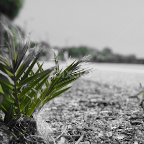 by Bernardo Carmo - Nature Up Close Trees & Bushes
