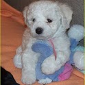LITE Puppy Dog Theme CrazyHome logo