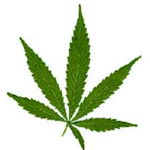 Medical Marijuana Denver 1.18.41.122