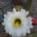 Cirus cactus