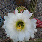 Cirus cactus