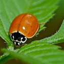 Polished lady beetle