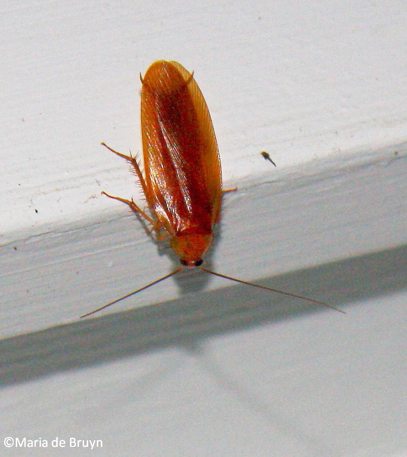Uhler's wood cockroach