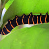Themisto Amberwing caterpillar
