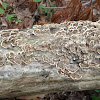 Turkey Tail Fungus by Kim