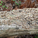 Turkey Tail Fungus by Kim