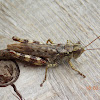 Spur-throated Grasshopper (female)