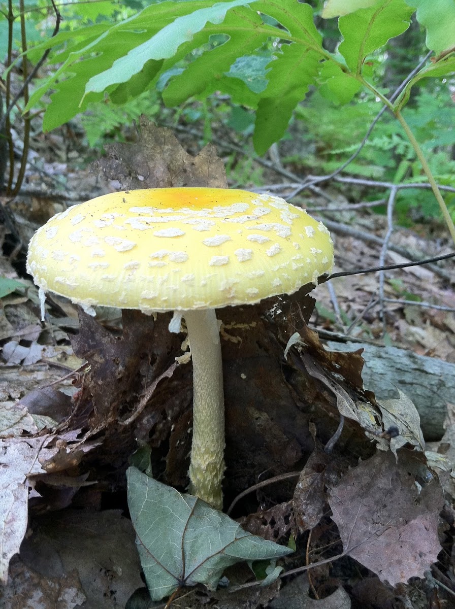 yellow fly agaric