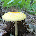 yellow fly agaric