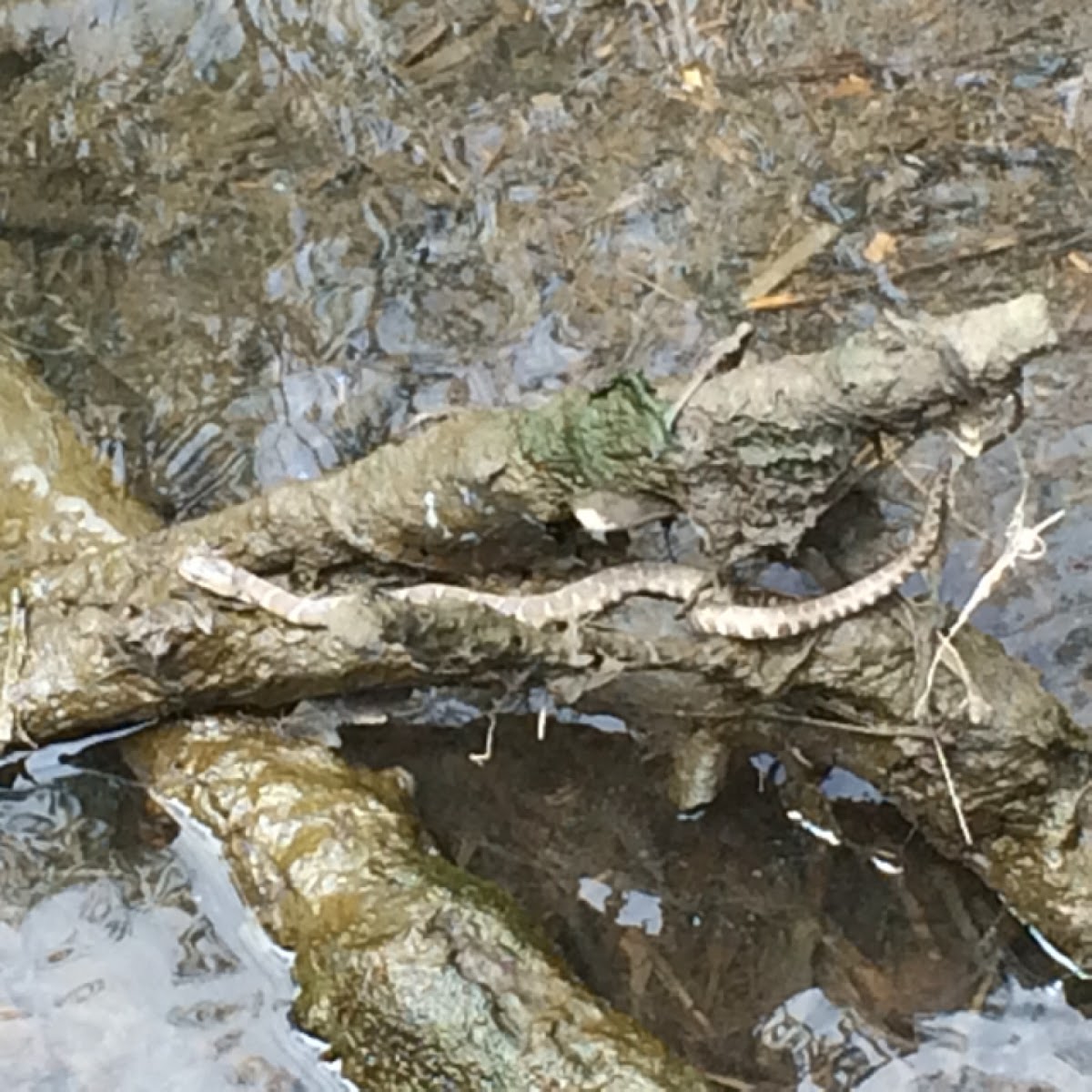 Northern water snake