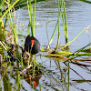 Swamphen