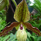 Lady Slipper Orchid