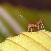 weaver ant (egg, pupa)
