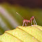 weaver ant (egg, pupa)