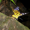 False Tiger Moth