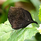 Ansorge's Leaf Butterfly