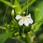 Sea lettuce