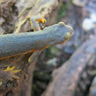 Rough-skinned Newt